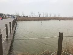 -盐城丹顶鹤湿地生态旅游区