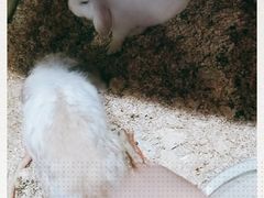 -上海大自然野生昆虫馆(东方明珠·爬宠昆虫探索中心)