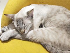 -藏猫猫咖啡主题馆(中央大道店)