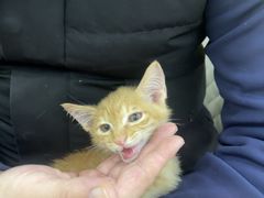 -天宠宠物医院24小时·急重症诊疗中心·全科·腔镜特色(和平分院)