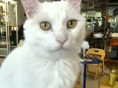 -平行世界·猫咖(首经贸店)