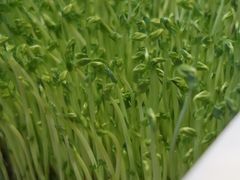 -煲宫猪肚鸡(晶品店)