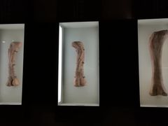 景点-世界恐龙谷景区