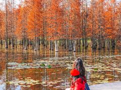 -白鹭湾湿地公园