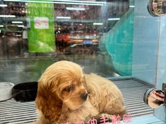 -FAELING PETS美天灵宠物(合生汇店)