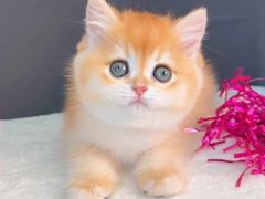 -瑞派福兴宠物医院犬猫全科·骨科·中西医结合(河东店)