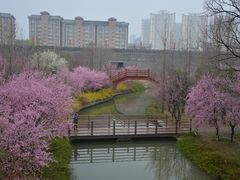 -洛阳市隋唐城遗址植物园