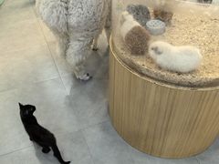 -Honey Bacca 哈尼芭卡高端萌宠(朝阳大悦城店)