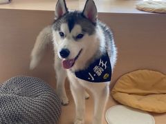 -Husky Go! 哈士奇体验馆·宠物咖啡厅狗咖