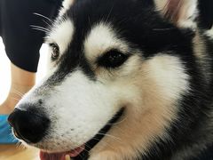 -Husky Go! 哈士奇体验馆·宠物咖啡厅狗咖