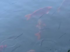 -西湖外事游船(花港观鱼码头)