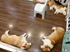 -柯斗斗主题餐厅·狗咖·围炉煮茶·茶饮(国瑞升平里店)