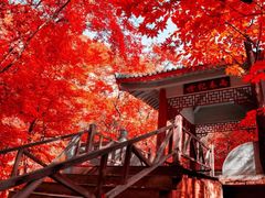 -关门山森林公园