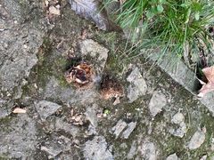 -上海佘山国家森林公园天马山园