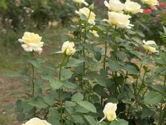 -莲花池公园