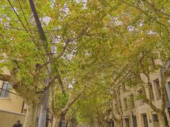 -大可堂普洱茶馆(襄阳南路馆)