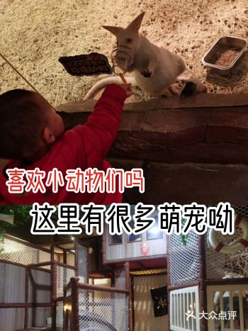 喜欢小动物们吗 这里有很多萌宠呦
