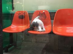 -猫咪博物馆(顶澳仔猫街店)