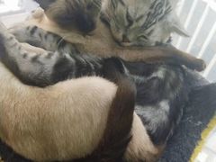 -喵店&猫咖