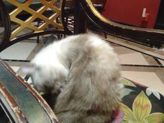 -猫色咖啡·猫咖