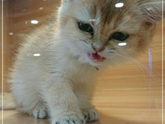 -猫十亿·布偶金渐层·曼基康矮脚猫舍(青年路店)