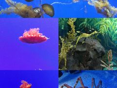 -上海海洋水族馆