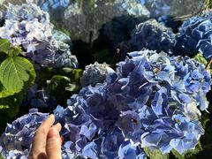 -上海鲜花港