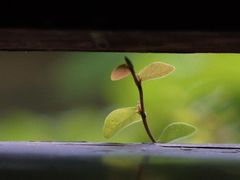 -绮园景区