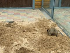 -西霞口神雕山野生动物世界