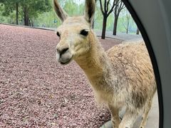 -北京野生动物园