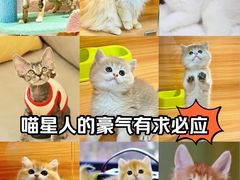 -猫十亿·布偶金渐层·曼基康矮脚猫舍(青年路店)