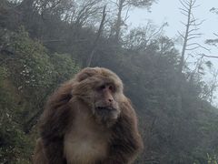-峨眉山风景名胜区