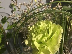 -Flower in(密渡桥店)