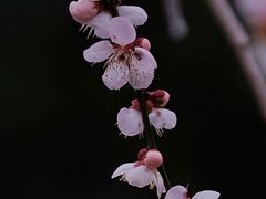 -大宁公园
