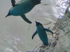 -珠海长隆海洋王国