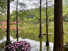 -深圳仙湖植物园