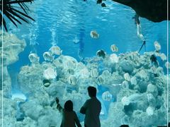 -芜湖新华联大白鲸海洋公园