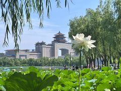 -莲花池公园