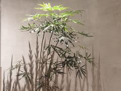 -二酉书店TOYOU BOOKS