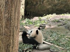 -都江堰中华大熊猫苑
