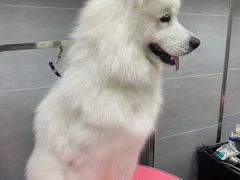 -宠福鑫康馨动物医院·骨科·眼科