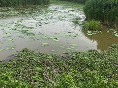 -洪湖生态旅游区