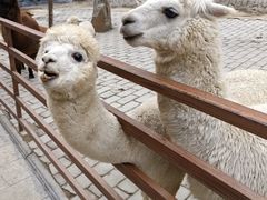 -栾川竹海野生动物园