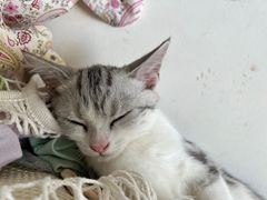 -创凡宠物医院·骨专科  猫科中心(西乡分院)
