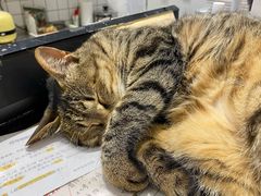 -猫的天空之城概念书店(杭州南宋御街店)