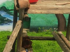 -西霞口神雕山野生动物世界