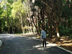 -东平国家森林公园