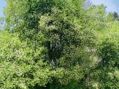 -黑龙江省森林植物园