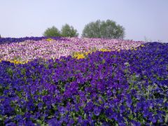 -南通洲际绿博园