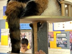 -平行世界·猫咖(首经贸店)